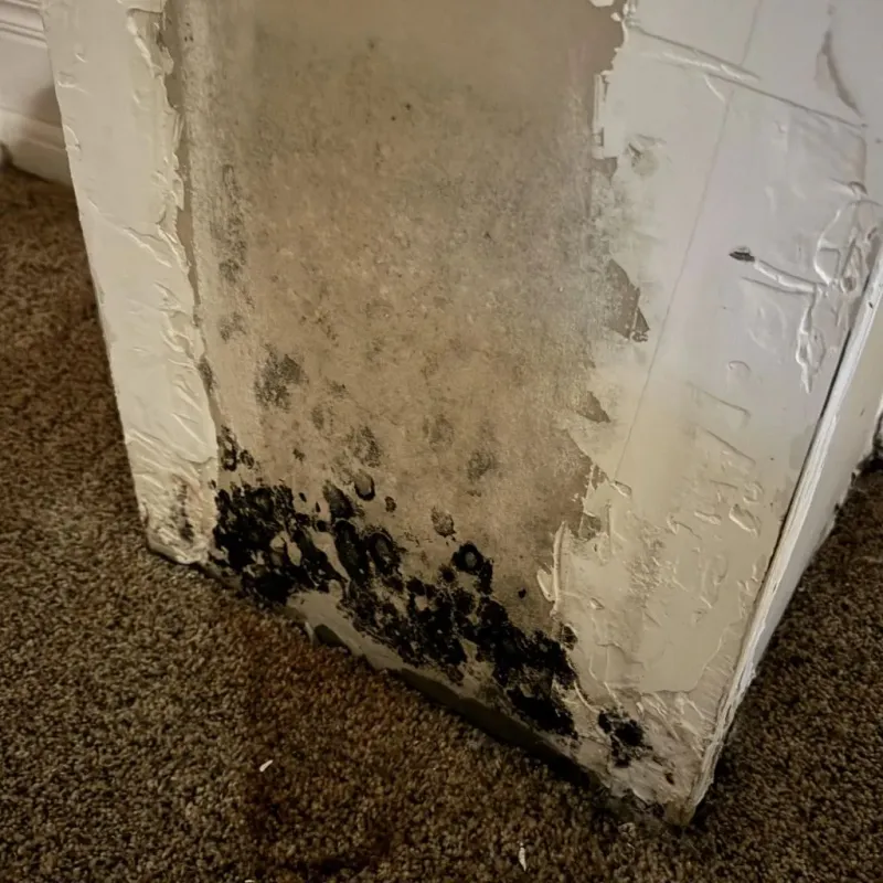Professional Mold Removal in Ruleville, MS